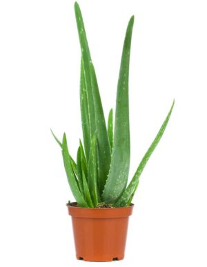 Aloe - olika sorter