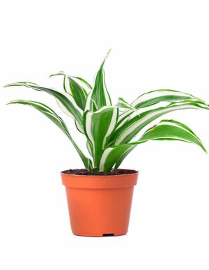 Banddracena