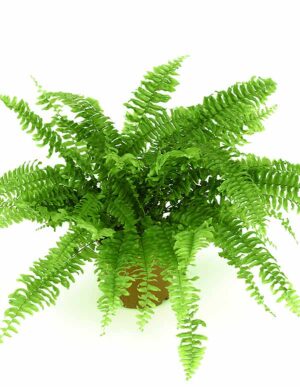 Ormbunke (Spjutbräken)