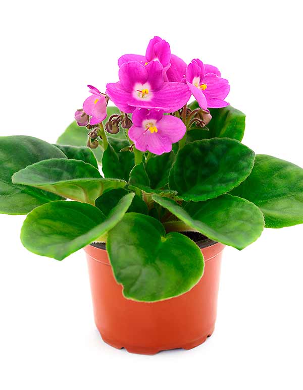 Saintpaulia - Bild 2