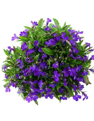 Kantlobelia