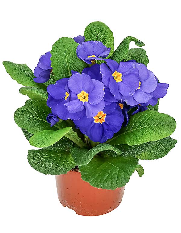 Vårprimula (Jordviva)