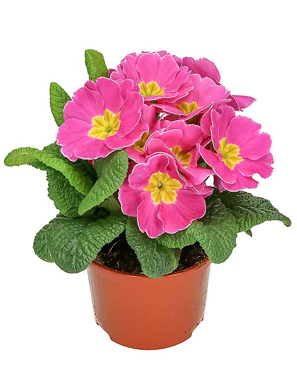 Vårprimula (Jordviva) - Bild 2