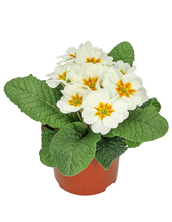 Vårprimula (Jordviva) - Bild 3