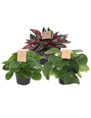Peperomia (mix)