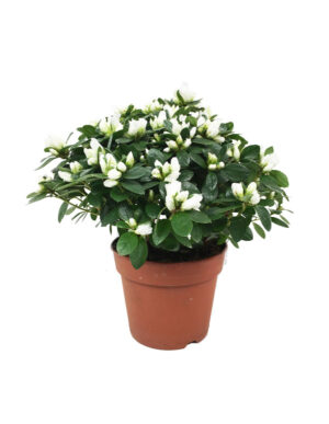 Småblommig Axalea 'Darius'