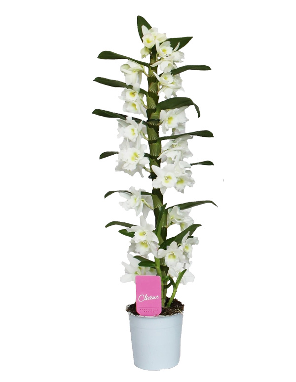 Vit Dendrobiumorkidé "Nobile"