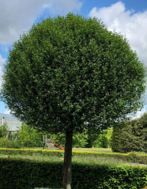 Klotkörsbär 150 cm stam