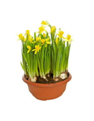 Minipåsklilja i skål