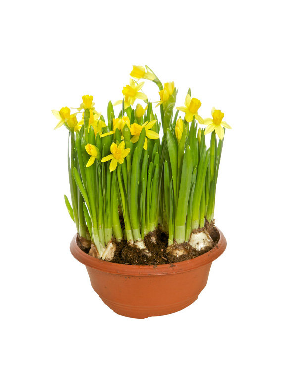 Minipåsklilja i skål