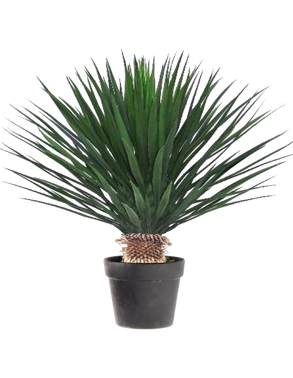 Palmlilja 'Rostrata'