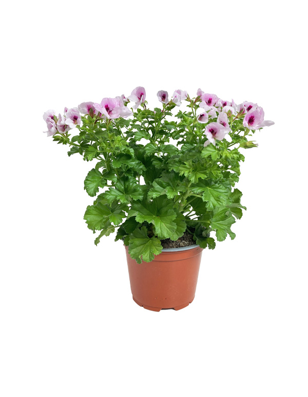 Pensépelargon/Änglapelargon