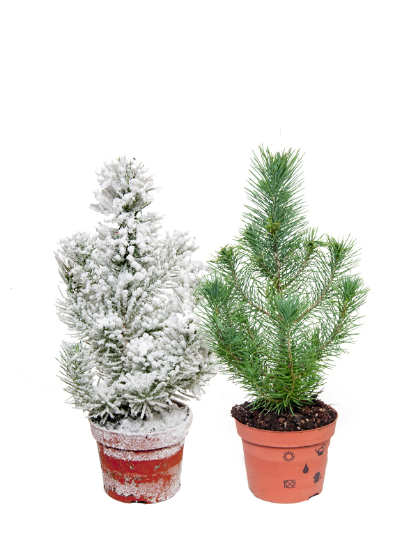 Pinje 'Happy Star'. Med eller utan konstsnö