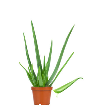Aloe Vera (Plåsterkaktus)