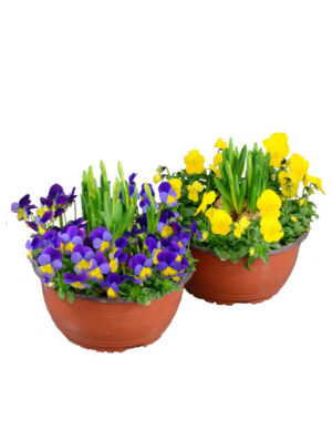 Minipåsklilja & Penséskål