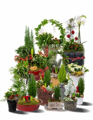 Julgrupper STORT SORTIMENT