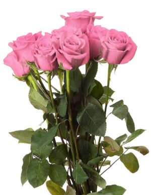 Rosor 10-pack (40 cm)