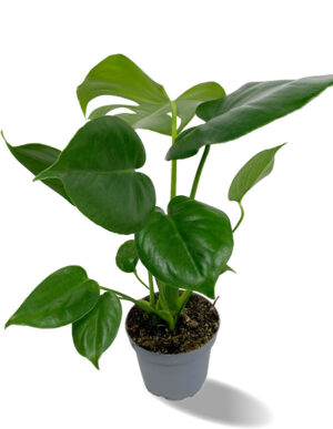 Monstera