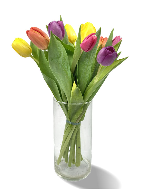 Tulpaner mix 10-pack